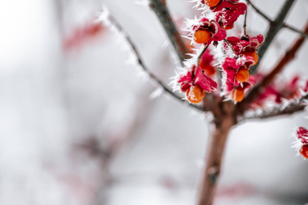 red berries covered with morning frost - Fotoğraf, Görsel