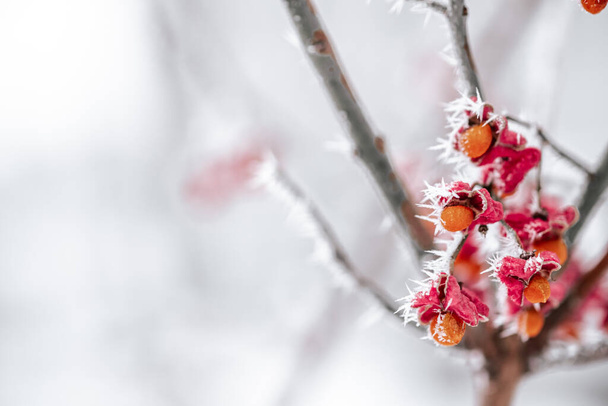 red berries covered with morning frost - Фото, изображение