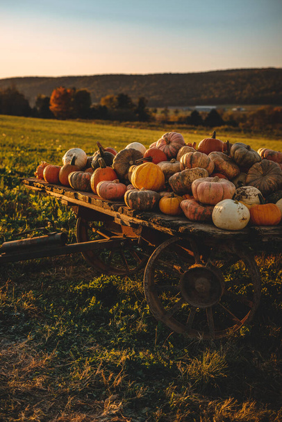 A wooden cart loaded with pumpkins in a field on the sunset - Foto, afbeelding