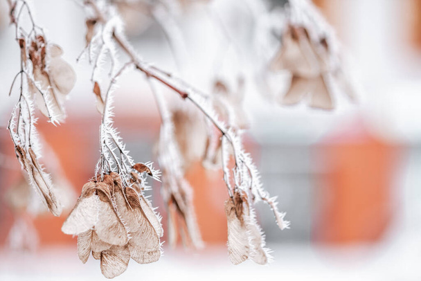 Tree branch covered with morning frost - Fotoğraf, Görsel