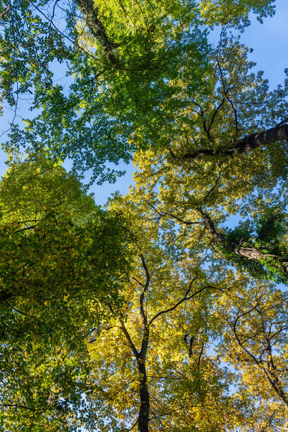 背の高い森の上。秋には力強い木が葉を出します。鬱蒼とした森を見上げ - 写真・画像