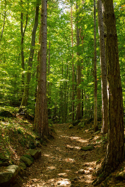 A vertical shot of a path in a sunny forest - Foto, immagini
