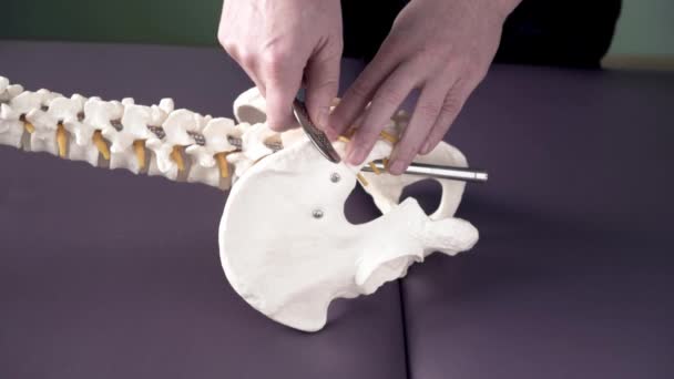 O fisioterapeuta demonstra como aplicar a ferramenta IASTM para tratar a dor nas articulações sacroilíacas no modelo flexível da coluna quiropraxia - Filmagem, Vídeo