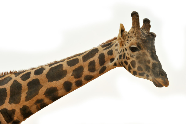 Tête de girafe sur fond blanc
 - Photo, image