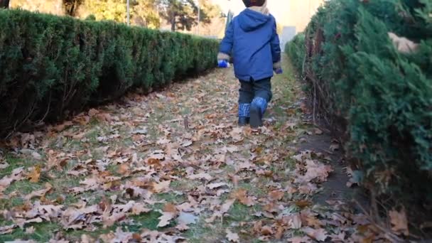 Egy 4 éves gyerek sétál át az őszi parkon, a kamerához fordul, körülnéz.. - Felvétel, videó