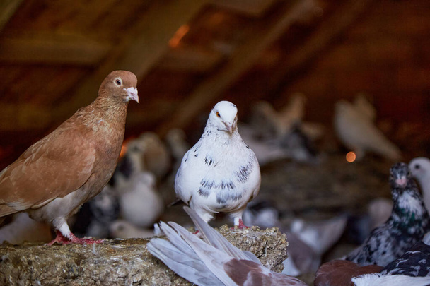 Breeding purebred pigeons at private yard. Warm house for birds. Hobby for the soul. Diet meat. Naturecore rural pastoral life concept Copy space. High quality photo - Photo, Image