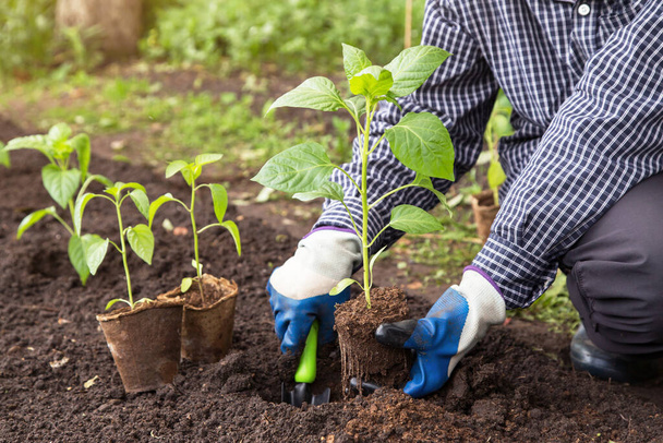 Farmer Hands seeding pepper plant in soil in garden. Growing, planting organic vegetables  - 写真・画像