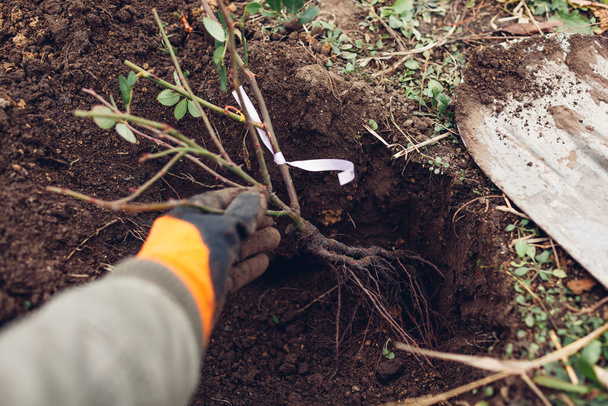 庭師の植え付けはシャベルツールを使用して屋外の土壌にブッシュをバラした。秋の庭の仕事。根を穴に入れる - 写真・画像