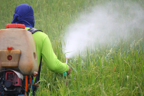 Фермер розпилює пестициди в рисовому полі
 - Фото, зображення