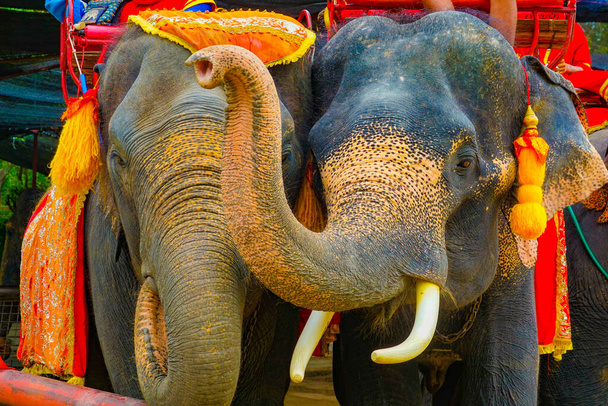 Elefánt tábor elefánt (Thaiföld Au Taya). Fényképezés helye: Thaiföld, Ayutthaya - Fotó, kép