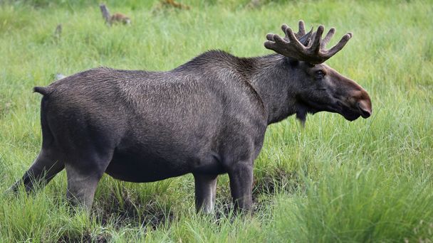 Portrait of a Moose bull in wilderness - Photo, Image