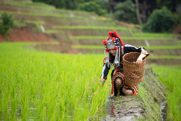 Hmong-Stamm Frau in schwarzem einheimischem Kleid sitzt mit hölzernem Korb und prüft Reissprossen auf Bergrücken in Terrassenfeld Farm - Foto, Bild