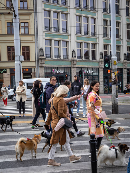Wroclaw, Poland - September 19, 2021:Dogs on the leash and their owners during a dog parade in Wroclaw downtown.  - Foto, afbeelding