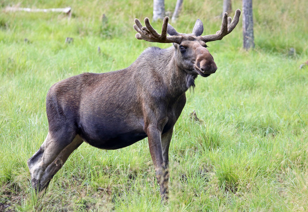 portrét Bull moose - Fotografie, Obrázek