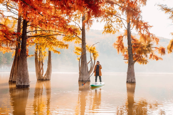 Woman on stand up paddle board at the lake with Taxodium trees in autumn. Traveller girl on SUP board - Photo, Image
