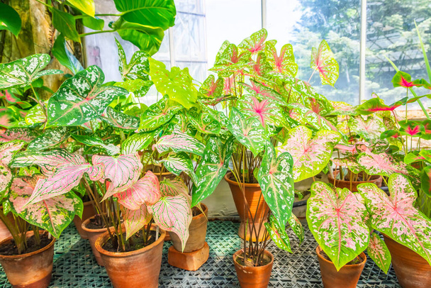 Many caladiums in clay pots in a greenhouse on a windowsill - Photo, Image