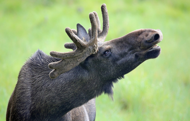 Portrait of a roaring Moose bull - Photo, Image