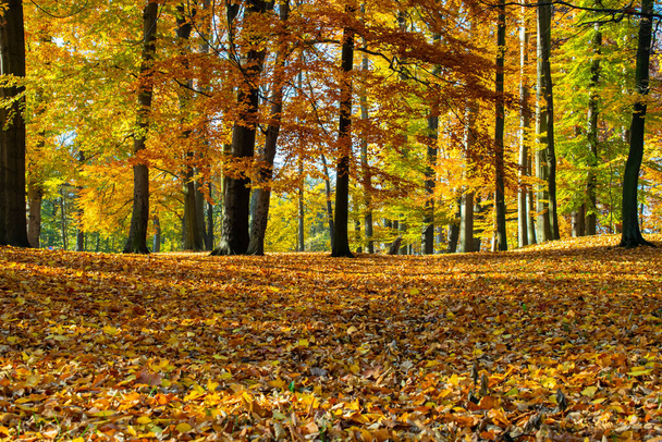 jesienny złoty park, duże buki - Zdjęcie, obraz