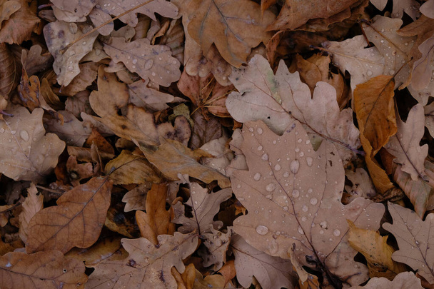 Jesienny dąb liście z kroplami wody. Widok z góry. - Zdjęcie, obraz