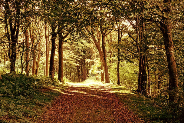 Camino a través de un bosque en el Danés Tved Klitplantation - Foto, Imagen