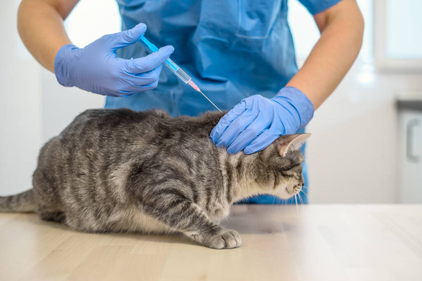 Female veterinarian doctor is giving an injection to a cat - Valokuva, kuva