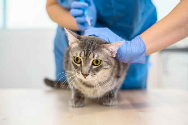 Female veterinarian doctor is giving an injection to a cat - Foto, Bild