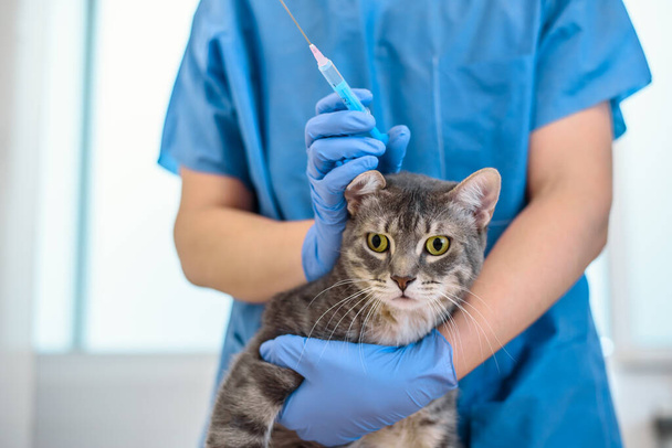 Samice veterinárního lékaře je podání injekce na kočku - Fotografie, Obrázek