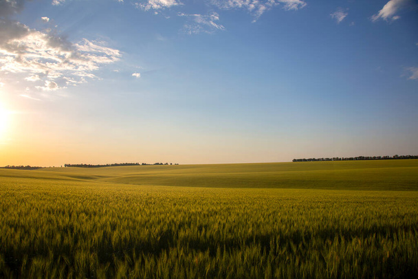 campo de trigo suculento en la luz del sol brillante y nubes de colores. La industria de los agrónomos y la siembra de la plantación del campo de trigo. Naturaleza y Botánica. - Foto, imagen