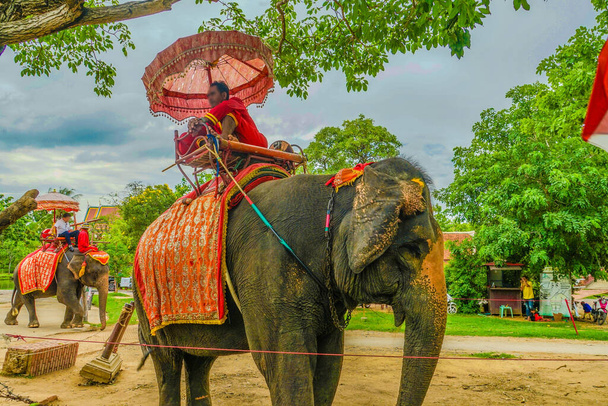 Elephant Camp Elephant (Thailand Au Taya). Drehort: Thailand, Ayutthaya - Foto, Bild