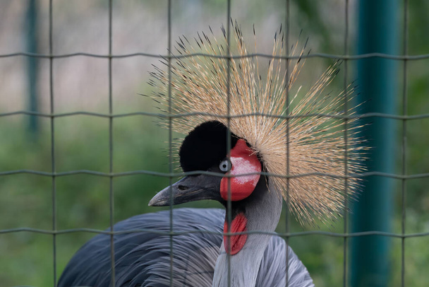 A head of a gray crowned crane looking from behind the cage rods. Side view. - Fotó, kép