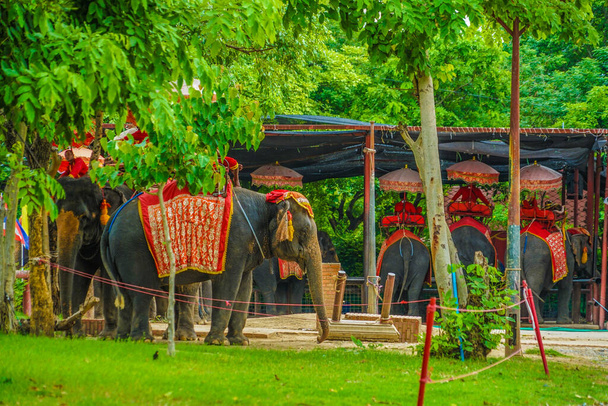 象のキャンプ象(タイオータヤ) 。撮影場所:タイ、アユタヤ - 写真・画像