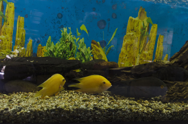 Deux poissons rouges nageant dans un aquarium avec des plantes vertes
 - Photo, image
