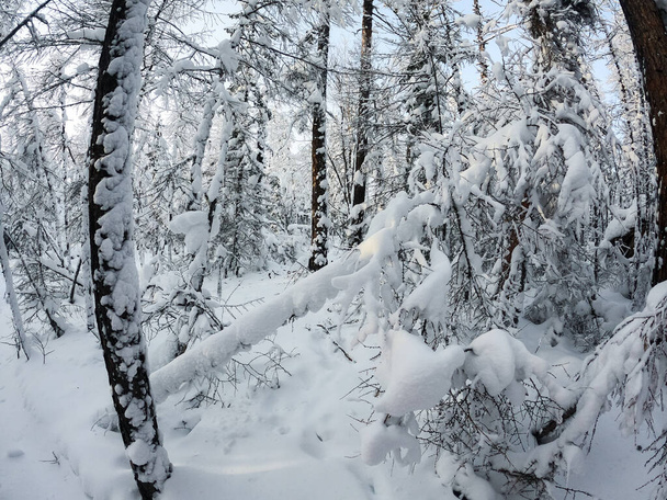 Paisagem nevada com abeto coberto de neve - Foto, Imagem