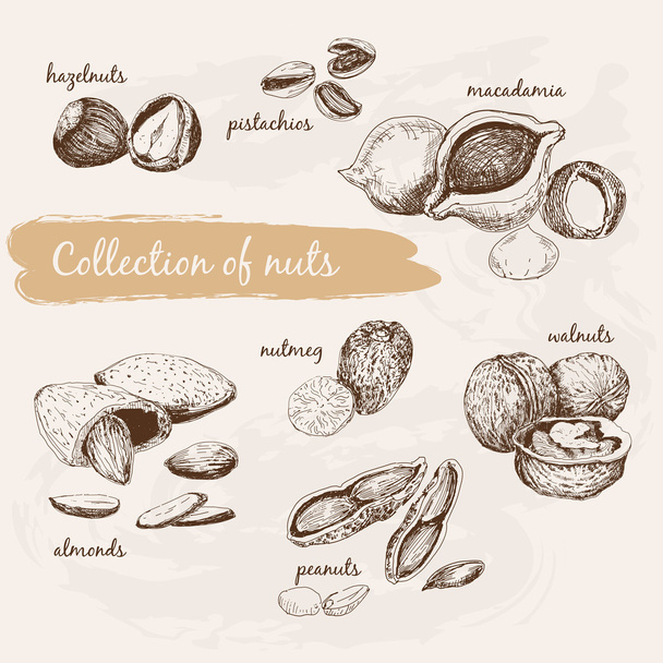 Collection of nuts - Vector, Image