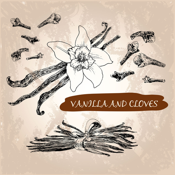 Vanilla and cloves - Vector, Image