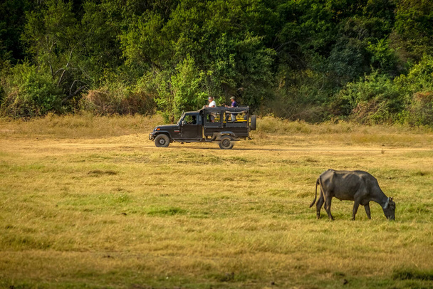 Grote groep runderen in het Minnelia National Park (Sri Lanka). Schietplaats: Sri Lanka, Snoep - Foto, afbeelding