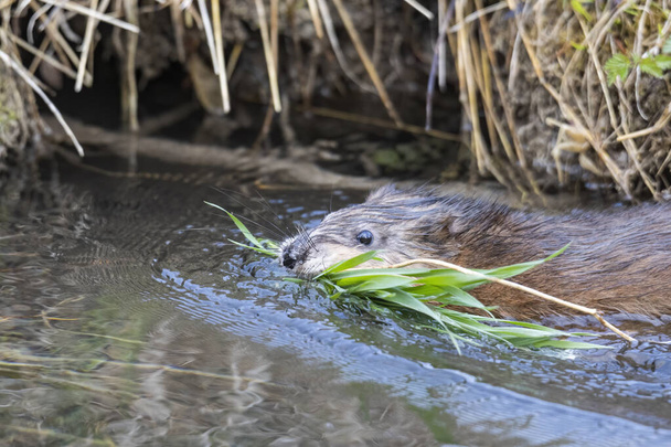 Um jovem rato almiscarado às margens de um riacho à procura de comida - Foto, Imagem
