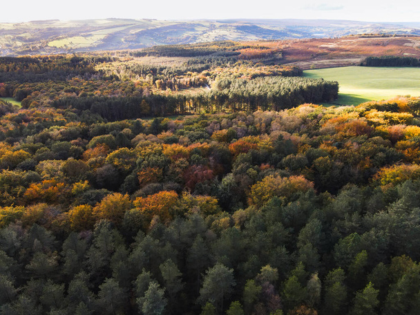 Autumn leaves, forest, drone flying above Grenoside Woods, Sheffiled, UK England, golden hour - Foto, afbeelding