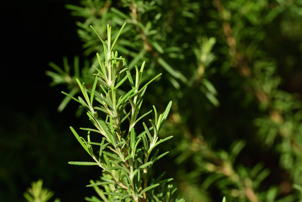Frischer grüner Rosmarin wächst im Freien an einem Strauch in Südeuropa. Ein Ast als Nahaufnahme im Vordergrund - Foto, Bild