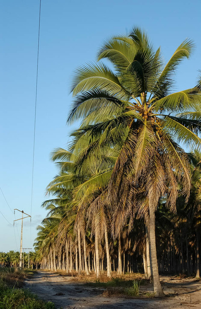 Coconut grove in Lucena, Paraiba, Brazil on August 24, 2004. - Zdjęcie, obraz