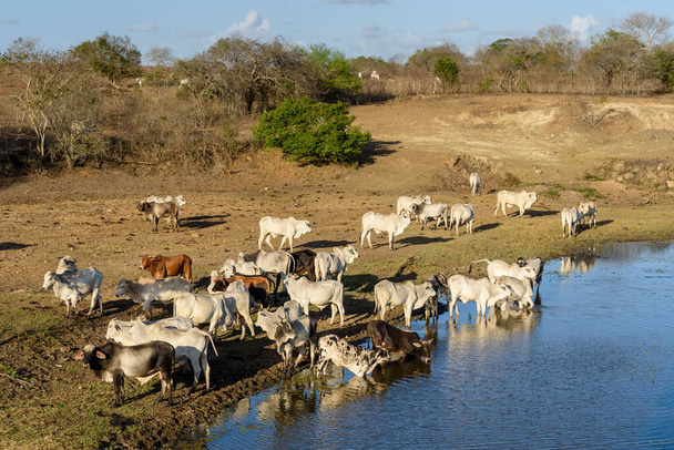 Βοοειδή που εγκαταλείπουν την ξηρασία και το πόσιμο νερό στον ποταμό Πιράρι, Jacarau, Paraiba, Βραζιλία στις 18 Οκτωβρίου 2021. - Φωτογραφία, εικόνα