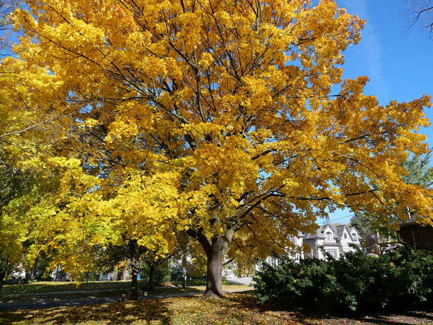 Spreading Norway Maple Tree in brilliant golden yellow on a residential street - Photo, Image