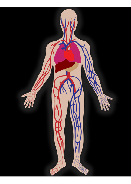 Векторна кров'яна система людини
 - Вектор, зображення