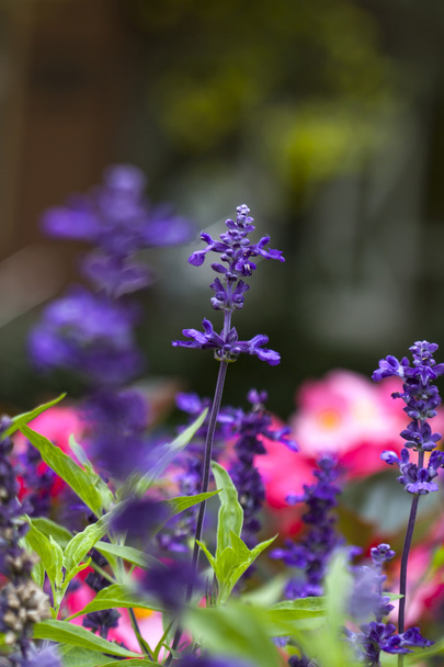 Purple wild meadow flowers  in the garden. - Фото, зображення