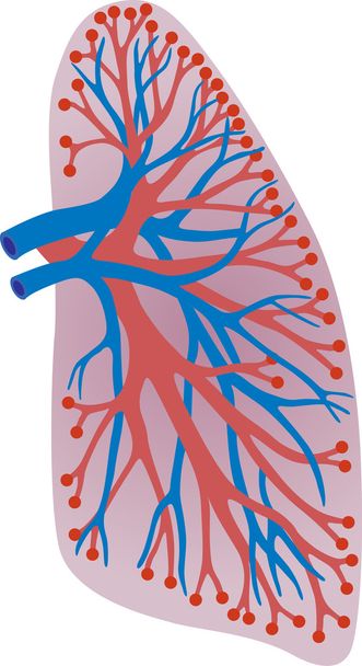 Lungs of the person - Vector, Image