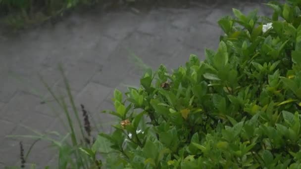 Heavy Rain Downpour Ιαπωνία Τόκιο - Πλάνα, βίντεο