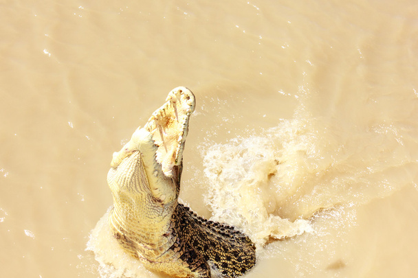 Krokodyl skoki - Zdjęcie, obraz
