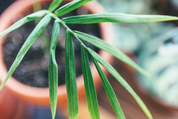 Close up of green leaf, macro shot. Texture of palm tree leaf. Indoor gardening, hobby - Foto, imagen