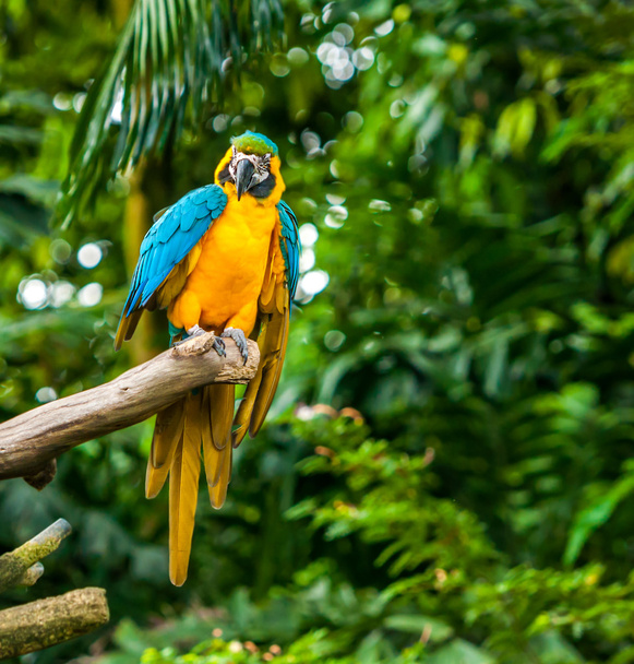 Exotic parrot - Valokuva, kuva