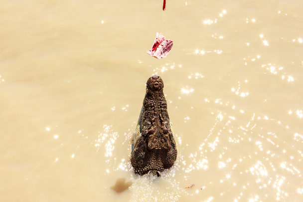 Krokodilspringen - Foto, Bild